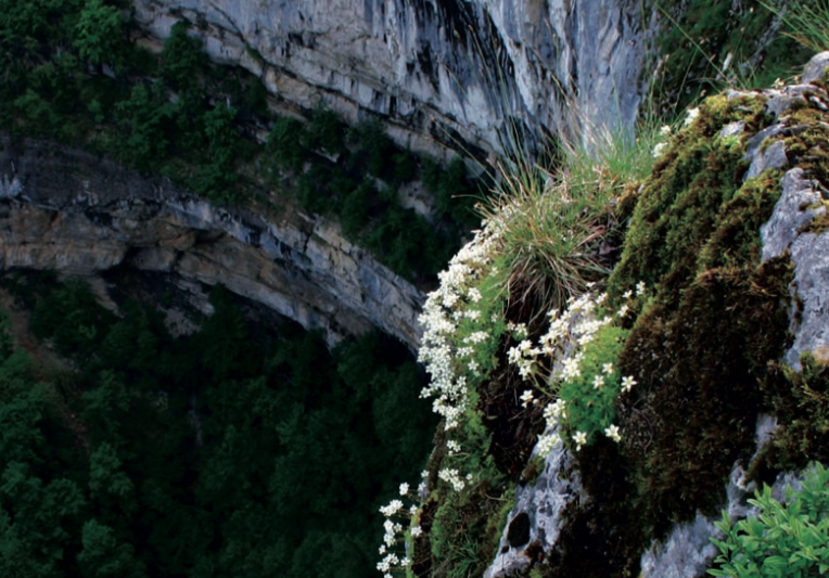 Saxifrage rosace - CBNFC-ORI