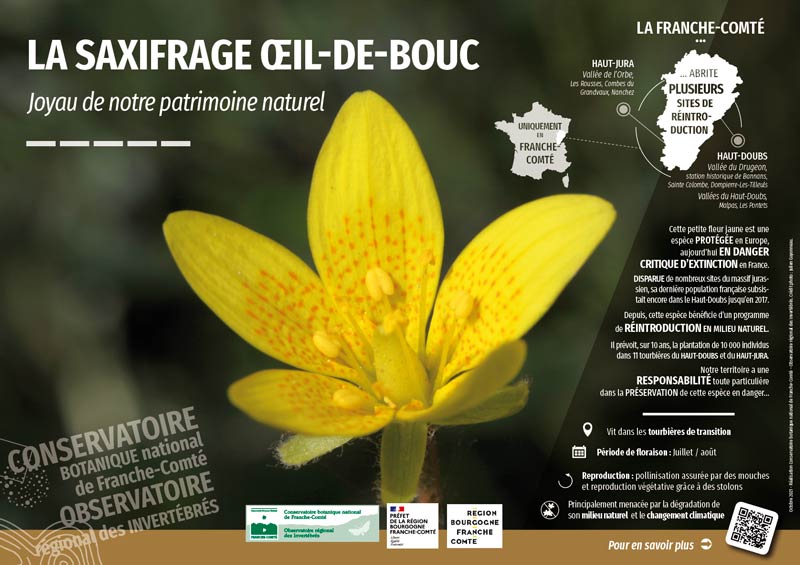 saxifrage oeil de bouc