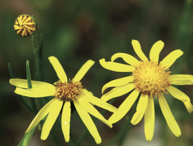 Séneçon du Cap (Senecio inaequidens) - CBNFC-ORI