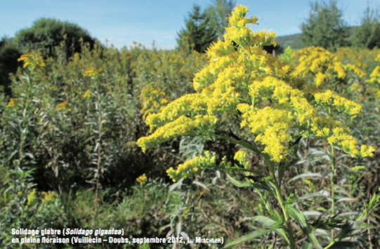 Solidages américains (Solidago canadensis L. et Solidago gigantes laiton) - CBNFC-ORI