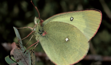 Solitaire - CBNFC-ORI