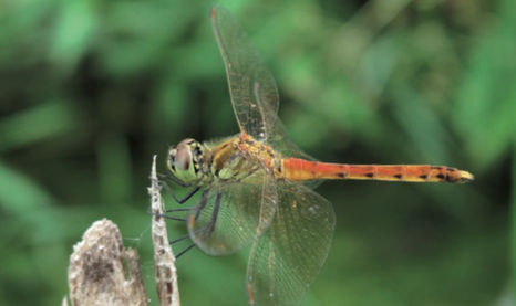 Sympetrum déprimé - CBNFC-ORI