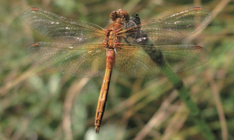 Sympetrum jaune d'or