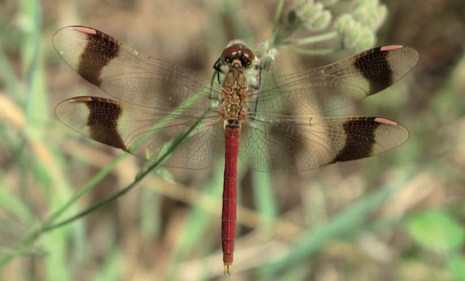 Sympétrum du Piemont