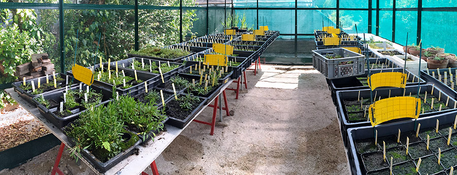 Culture de Saxifrage par le Jardin botanique de la ville de Besançon et de l'Université de Franche-Comté. Culture de Saxifrage par le Jardin botanique de la ville de Besançon et de l'Université de Franche-Comté.