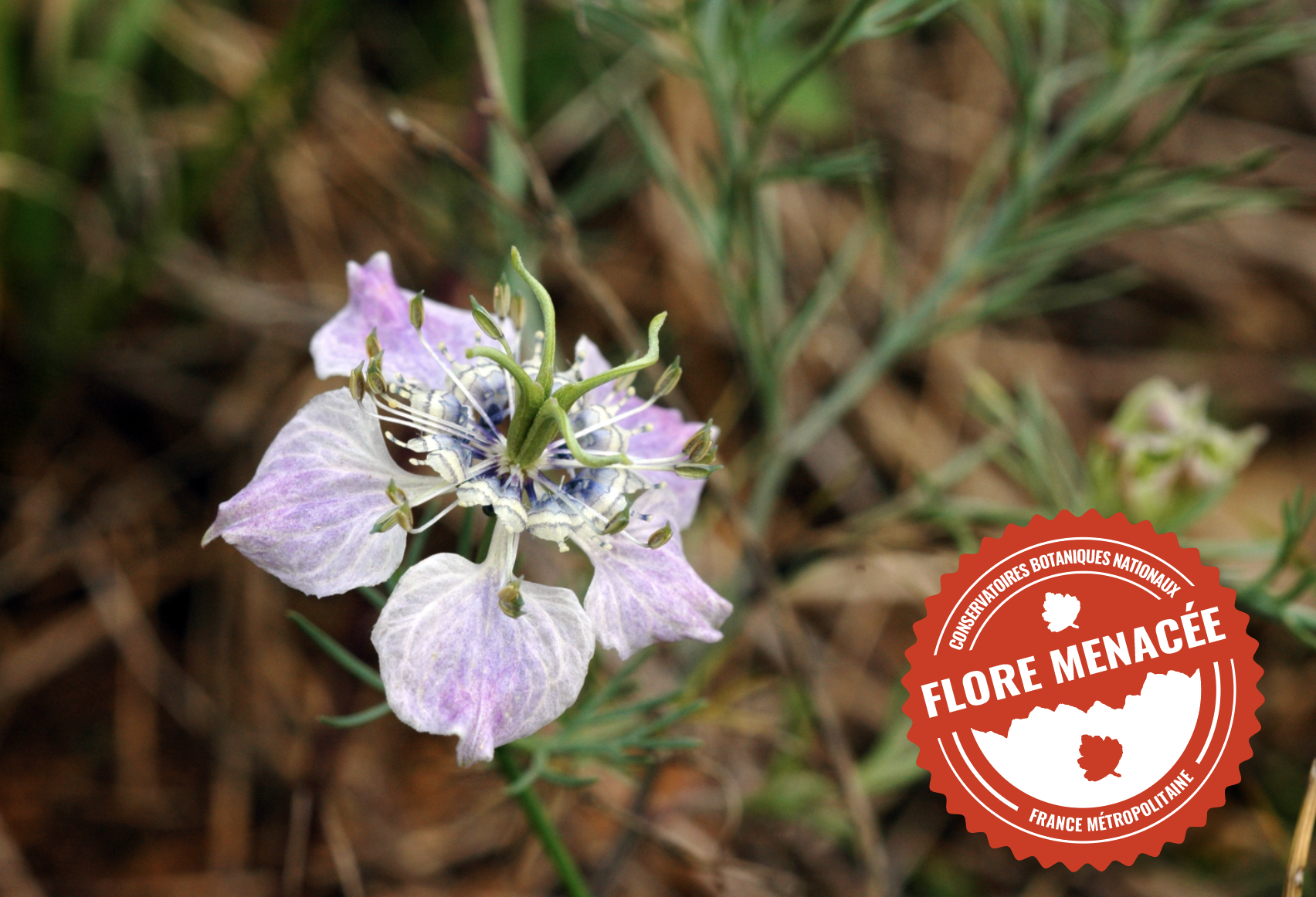 Nigelle des champs - CBNFC-ORI
