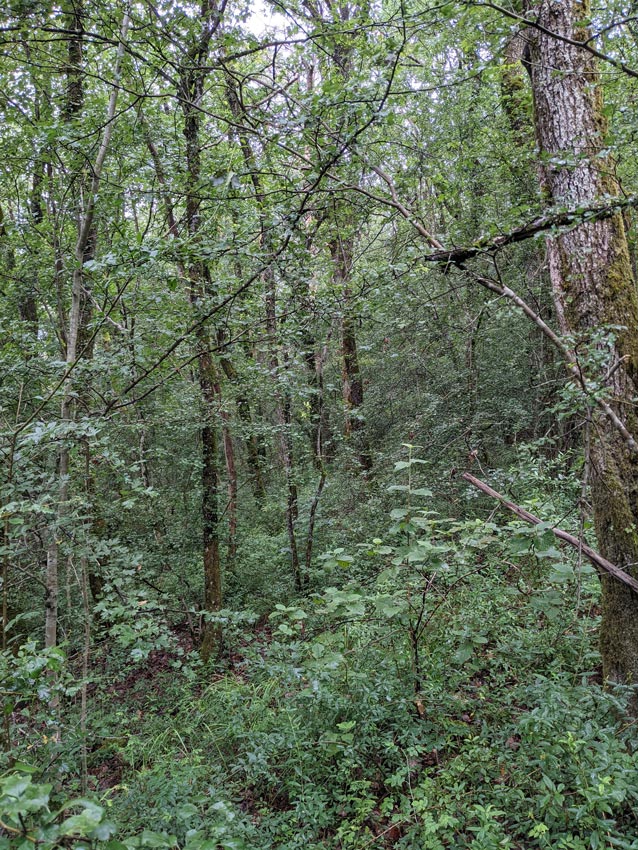 chênaie mésoxérophile