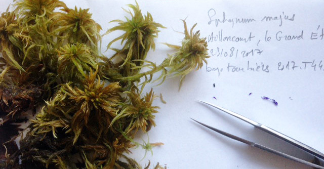 Sphagnum majus Sphagnum majus -conservatoire-botanqiue-national-franche-comte-ori