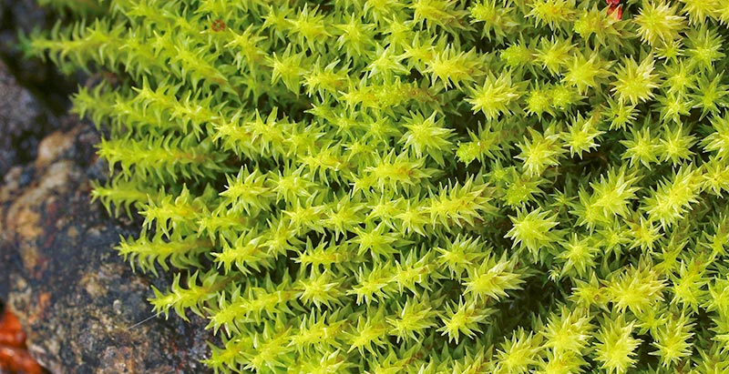 Bryologie Bourgogne-Franche-Comté