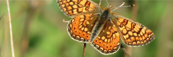 Papillons de jour Rhopalocères