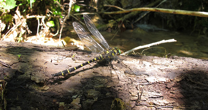Odonates Libellules Bourgogne-Franche-Comté