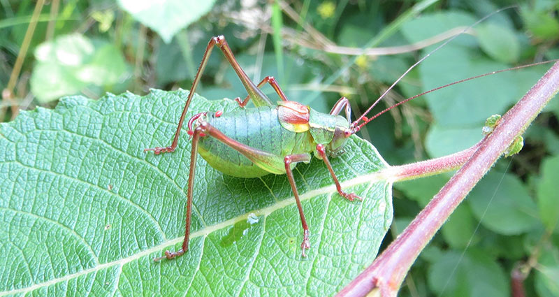 Orthoptères criquets sauterelles grillons bourgogne franche comté