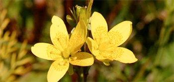Saxifrage oeil de bouc