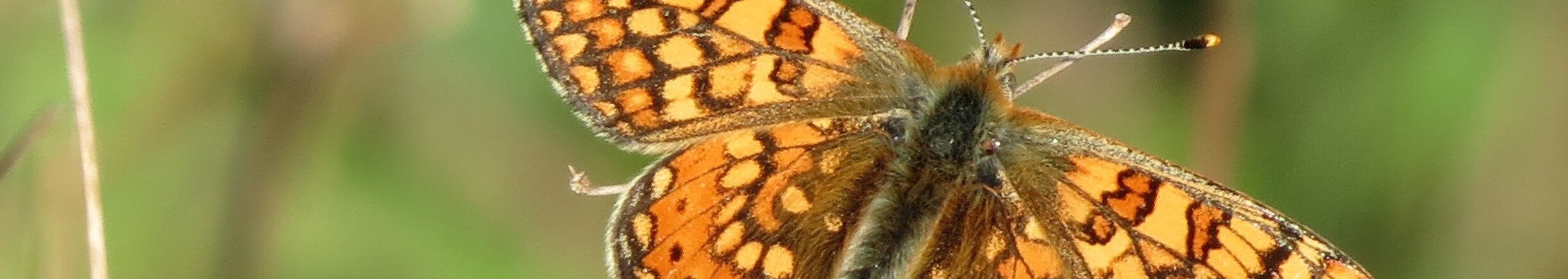 Insectes & invertébrés