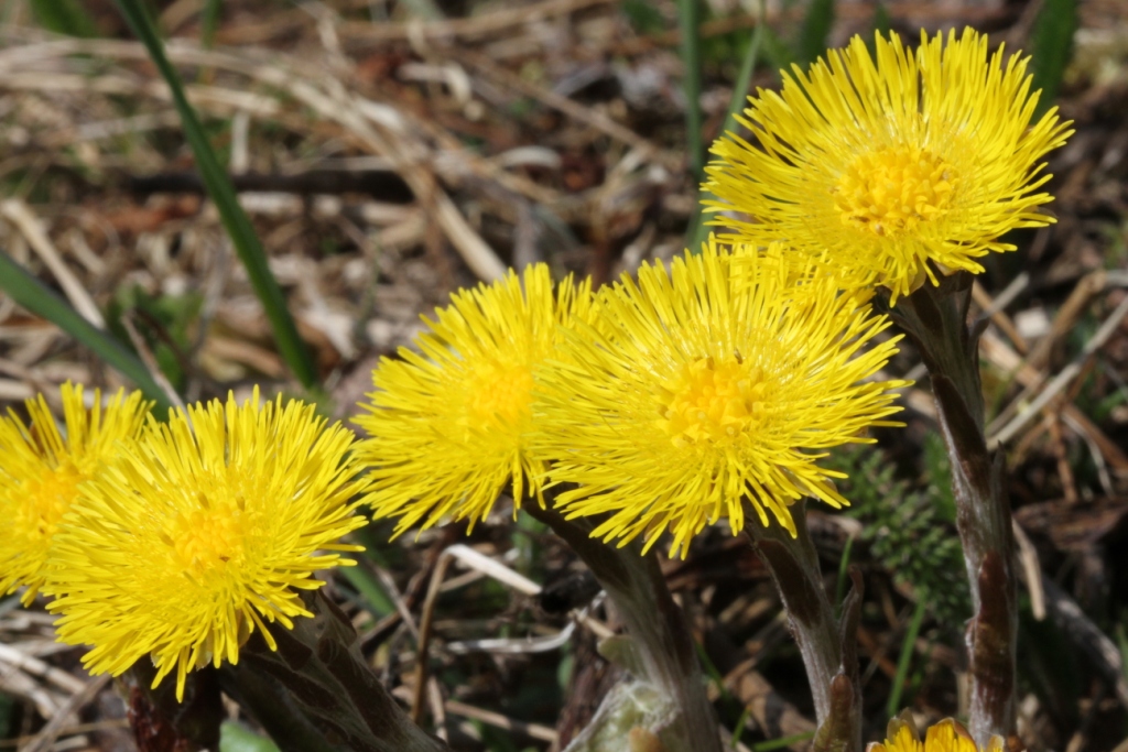 Tussilago farfara L.